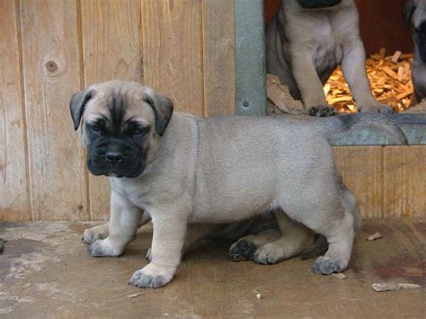 mastiff puppies florida